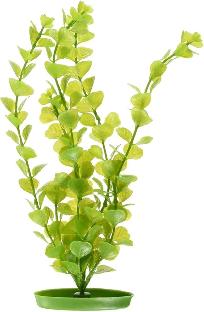 NIP- Marina 12" Moneywort Plant