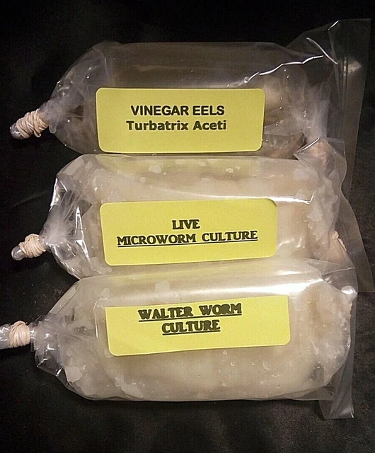 2 OZ EACH MICROWORM - WALTER WORM - VINEGAR EEL CULTURES Fry Food Guppy Betta