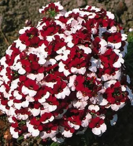 Más de 40 SEMILLAS DE FLORES NEMESIA BICOLORES ""BANDERA DANESA""/ANUALES