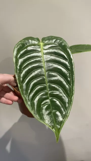 anthurium veitchii Houseplant 10cm Pot Size