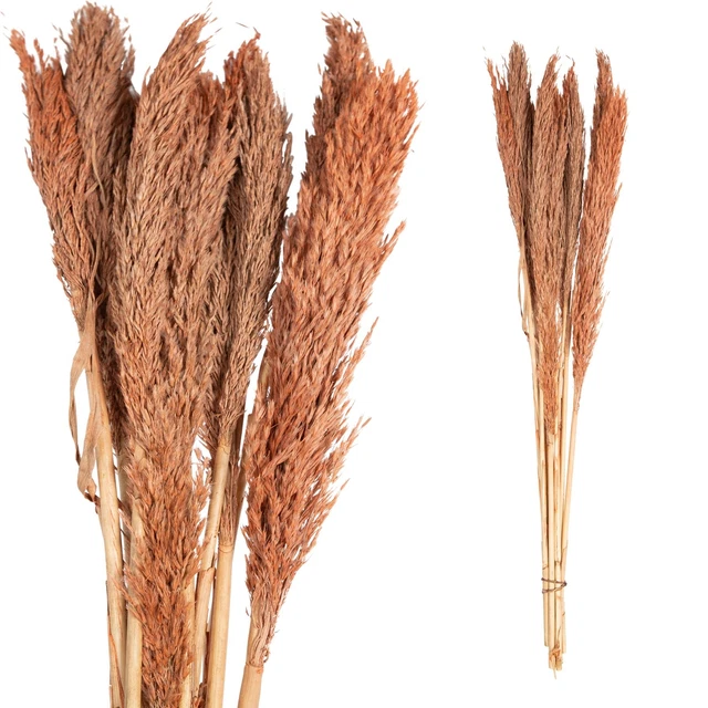 Racimo de 10 tallo de hierba pampa marrón naranja esponjoso natural seco alto 111 cm