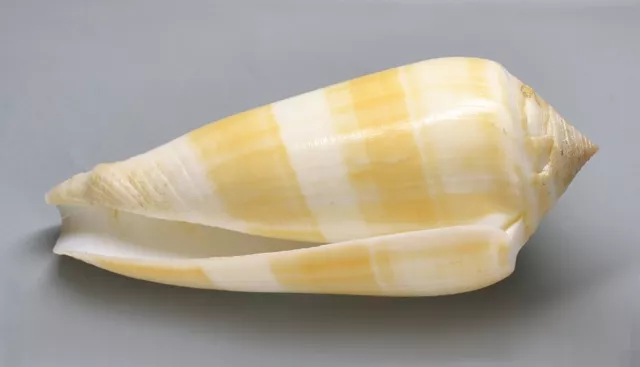 Conchiglie-Conus consors f. daulei 87.1  mm.  seashell Phuket, Thailandia