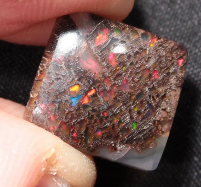 4 ct Stable Opalized Conk Wood Cabochon Virgin Valley Nevada - precious opal