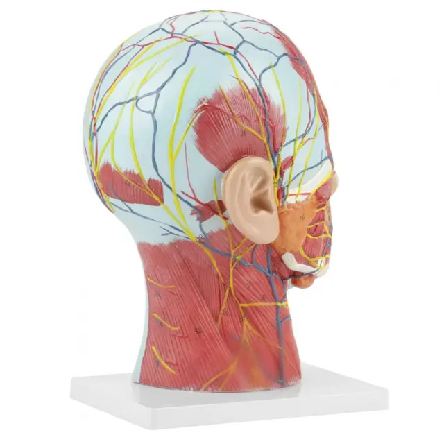 Human Adult Skull Anatomical Model Anatomical Life-size Head Brain Neck Research