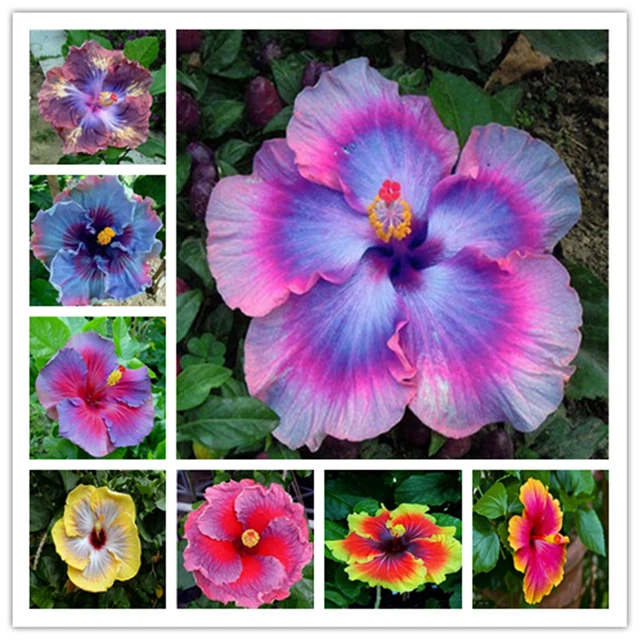25PC HIBISCUS SEEDS Garden Plant Flower rare exotic USA seller FREE