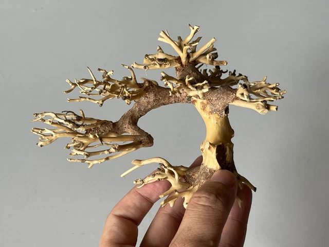 Bonsai Driftwood Moss Tree Aquarium Freshwater Planted Tank Fish Shrimp - 421