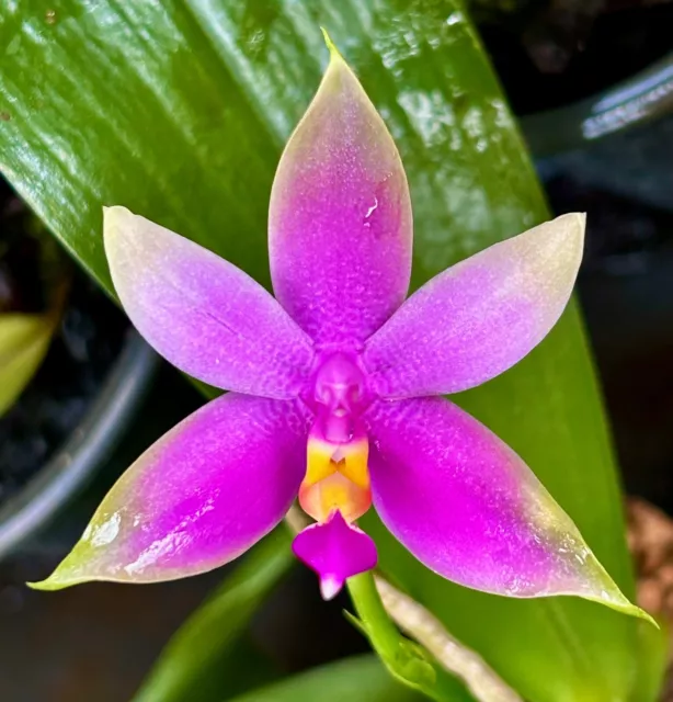 Phalaenopsis Species ´Rose Stars´ violacea aufgebunden Duft Orchidee