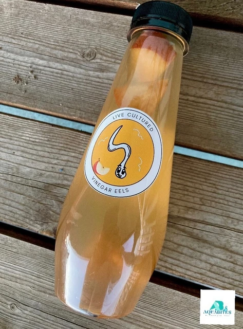 ESTABLISHED vinegar eel culture - 12 oz mature - ready to harvest