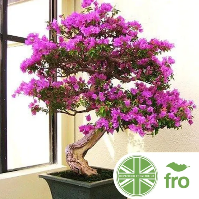 Pink Orchid Bonsia Tree - 8 Seeds - Bauhinia Variegata - Fast Uk Dispatch ✅