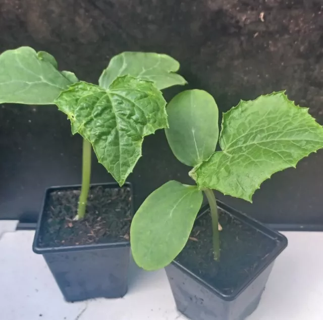 3 x Cucumber Vegetable Plants  - Choose Your Variety - in 7cm Pots - Not Plugs