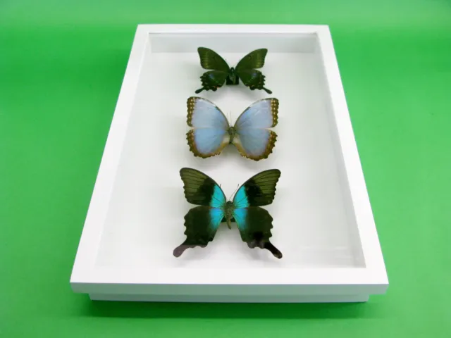 3 real beautiful and huge butterflies in the XXl showcase - single piece - 28 6