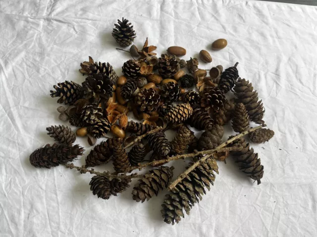 Paquete de piñas pequeñas elaboración de nueces de bosque secas