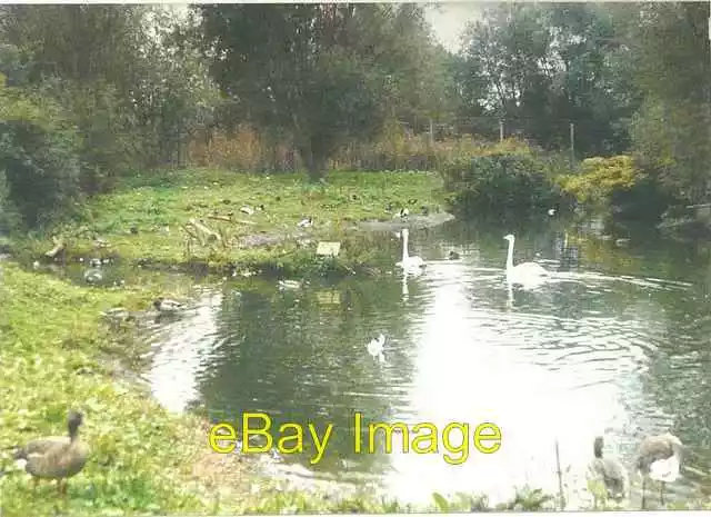 Photo 6x4 Slimbridge youth hostel wildfowl pond in 1985 Shepherd's Patch  c1985