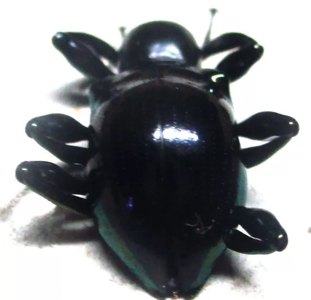 K004 MI : Tenebrionidae species? 13mm*******************************