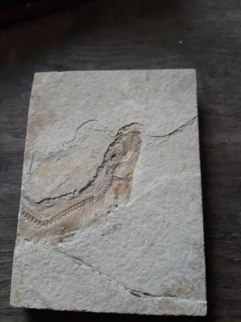 Fossilie, Versteinerung