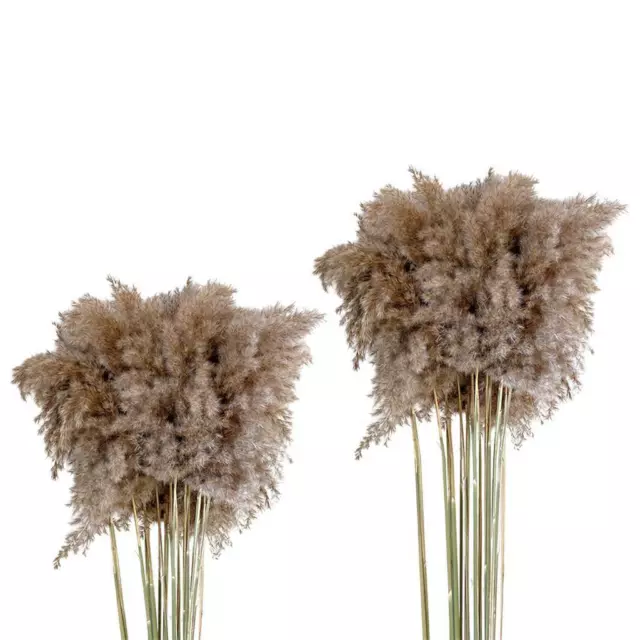 10 Pièces Naturel Séchées Pampas Roseau Artificielle Bouquet De Fleurs