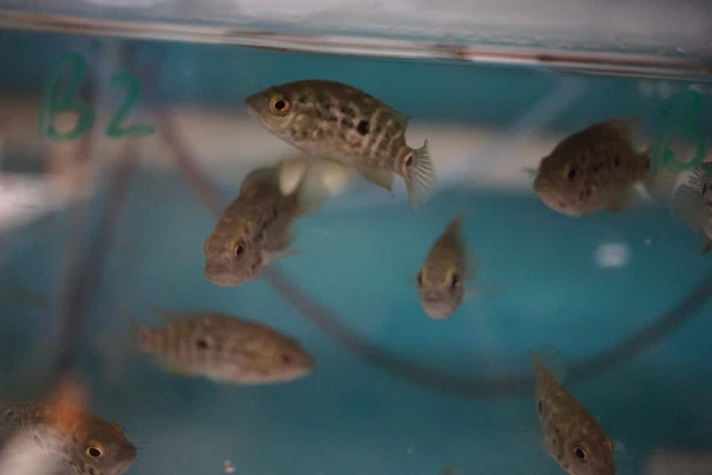 Cuban Cichlid Sale 3