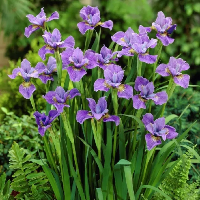Siberian Iris Set Of 6 Seedling Starter Plants