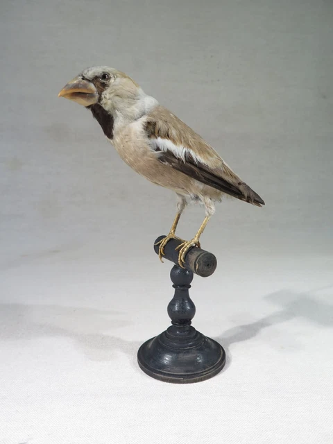 Oseau bos flotté | Sculpture, Hammer