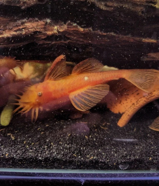 SUPER RED Bristlenose Pleco Colony Pack - 1 Male 1 Female & 6 Juvi fish 2