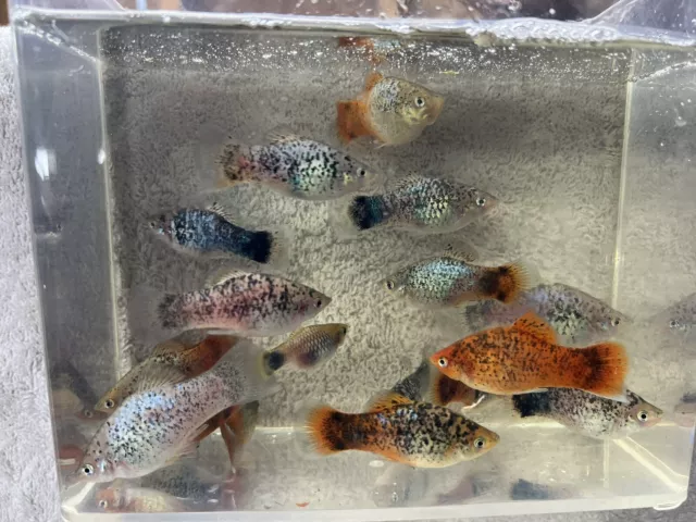 6 Assorted PREMIUM Platy Tank Bred Live Aquarium Platies