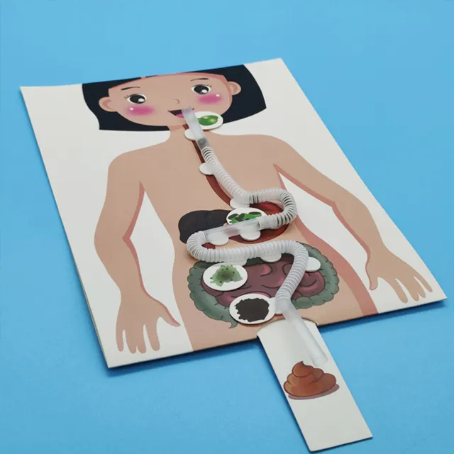 2 Sets of DIY Craft Food Human Digestive System Models Kids Educational Toys 2