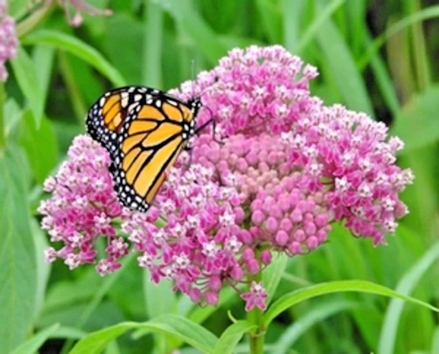 100+SWAMP ROSE MILKWEED Seeds Native Wildflower Patio Container Flower