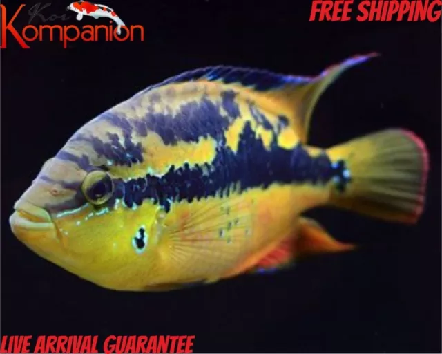 3/5/10X 2.5"  Salvini Cichlid Freshwater Koi Kompanion Free Shipping
