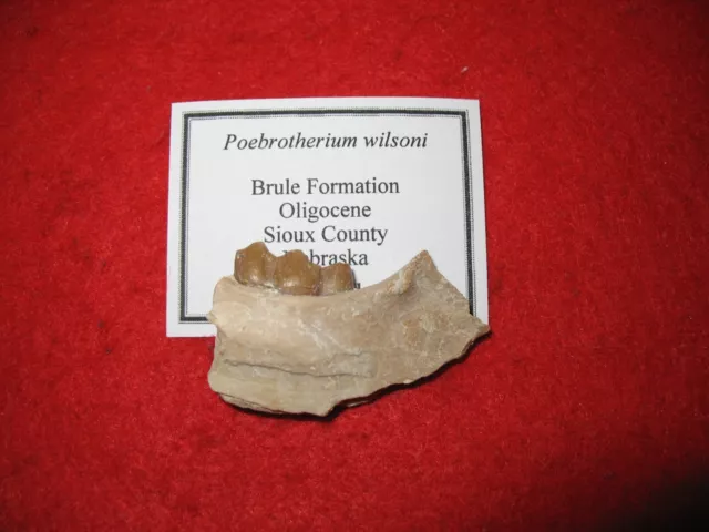 Oligocene Brule White River Poebrotherium early camel fossil tooth in jaw #2