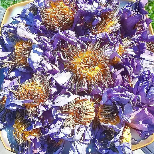 Loto azul egipcio - flores secas orgánicas - ninfaea caerulea ELIGE 0,5-4 oz
