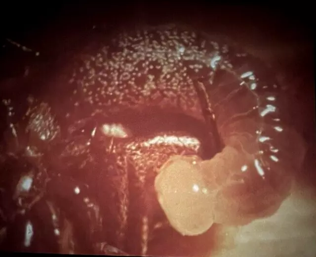 16mm Colour Optical Sound Film: 'METAMORPHOSIS - Life Story of the Wasp (1963)'