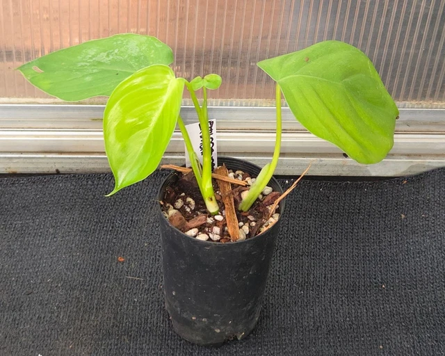 PHILODENDRON EXIMIUM $20.00 - PicClick AU