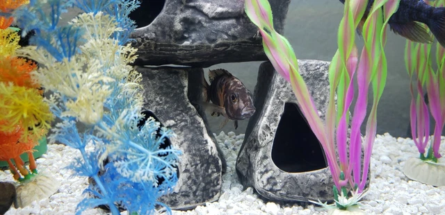 OB Peacock Cichlid Freshwater Aquarium Fish [Female]