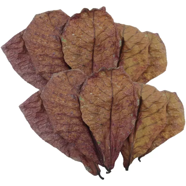 50pc almond leaves catappa indian ketapang leaf shrimp betta fish aquarium care