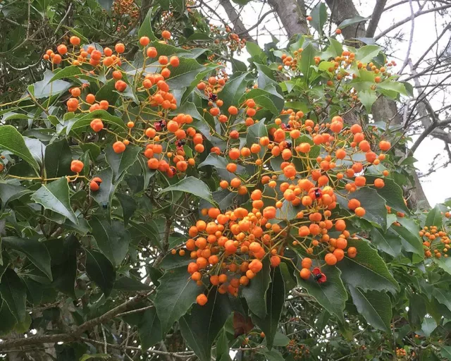 Pittosporum Rhombifolia (Amazing plant !!!!!!)