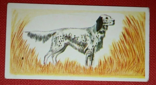 ENGLISH SETTER   Vintage 1950's Mini Card  QC20