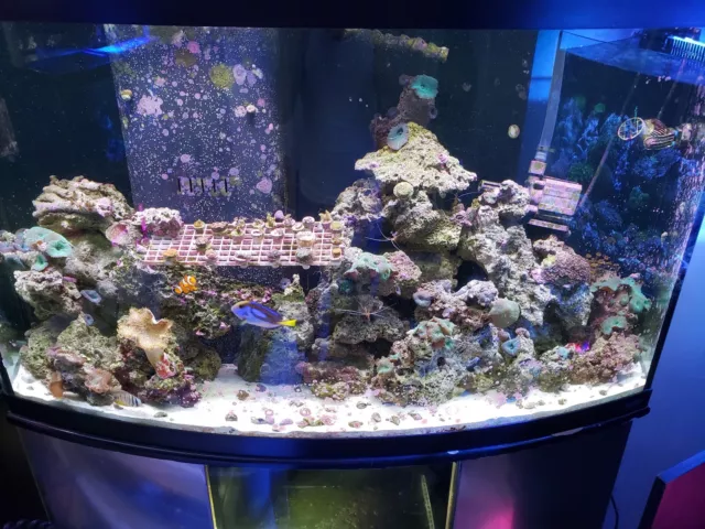 10 pounds of real live rock fiji pukani tonga etc coral saltwater fish tank