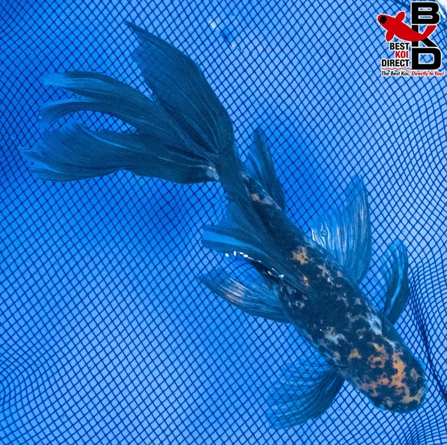 8" CALICO FANTAIL GOLDFISH Live Koi Fish Garden Pond Fin BKD G1