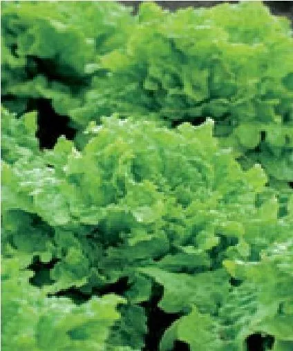 Vegetable - Lettuce Black Seeded Simpson - 1000 Seeds - Economy Pack