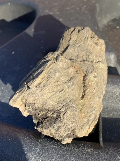 Piece of Petrified Wood Fossil Fossilised Tree Rock Mineralised Gold Sparkle Bit