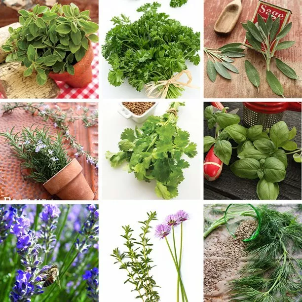 Culinary Herb Seed Collection - 100% NON-GMO, Easy-to Grow Heirloom Seeds