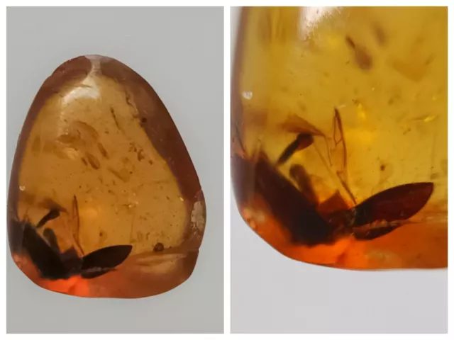 100 Mill. Years Old Burmite Amber With Beetle (Abr12/66)