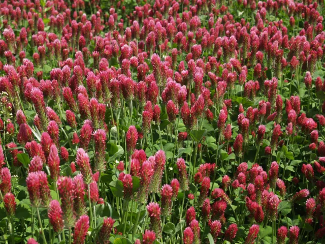 10.000 Samen INKARNATKLEE Trifolium incarnatum Blutklee Rosenklee Klee Bienen