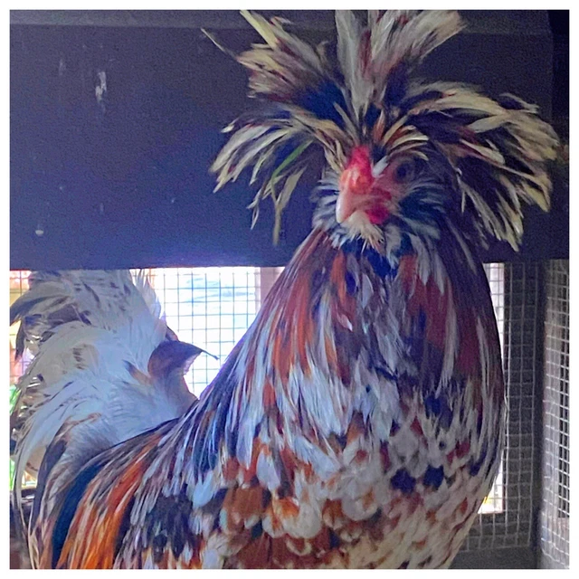 3 Fertilized Polish Chicken Hatching Eggs (NPIP Certified)