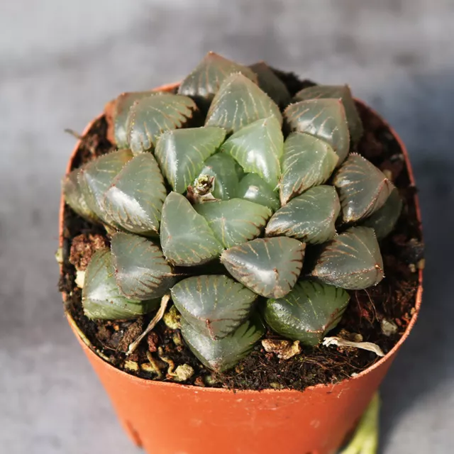 5CM Haworthia Cooperi Glutinous Hybrid Liliaceae Succulent Plant Beautiful Plant