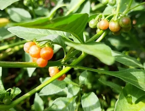 DULCAMARA DORADA Golden nightshade Solanum alatum 10+ Semilla Seed Grain So 083