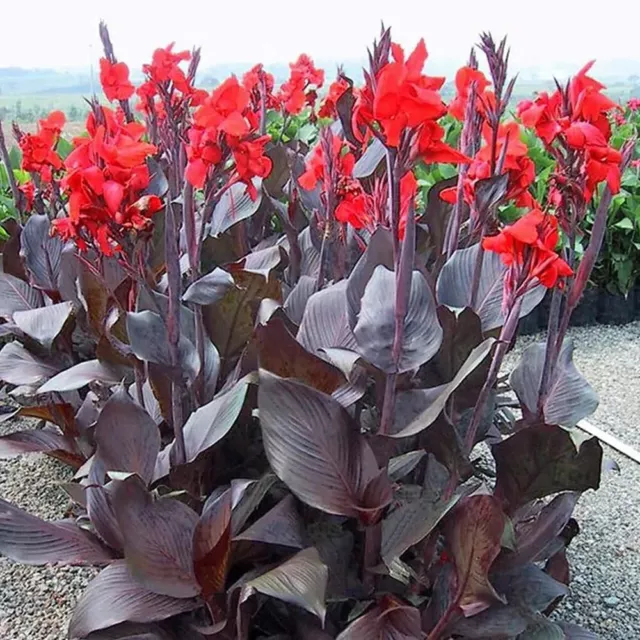 2 Large Tubes Bulbs Tropicana Black Canna- lily flower Summer /autumn plant Red