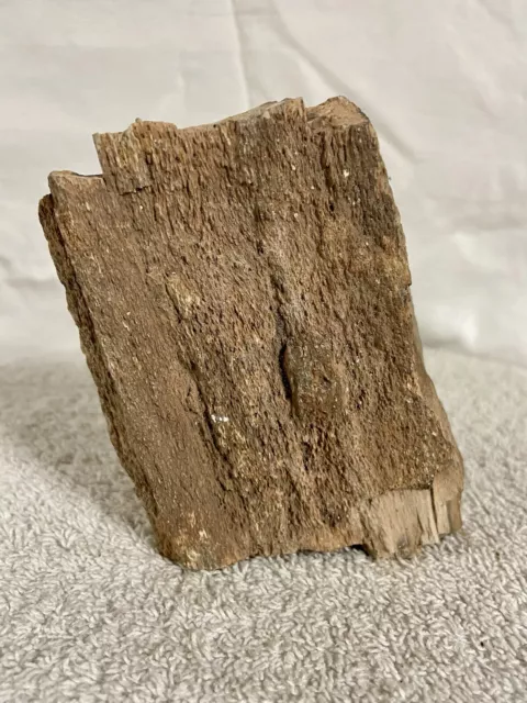 petrified wood log