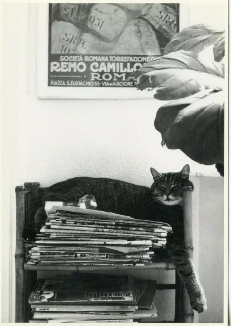 Cpsm / Carte Postale / Chat / Cat / Illustrateur // Mechthild Roth Reinecke