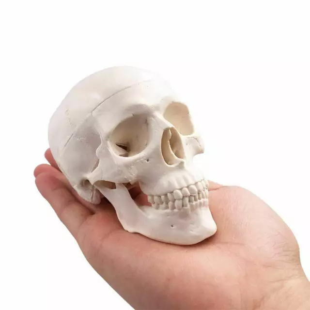 Mini Human Skull Model Medical Anatomical Adult Head Bone Small Education Gifts